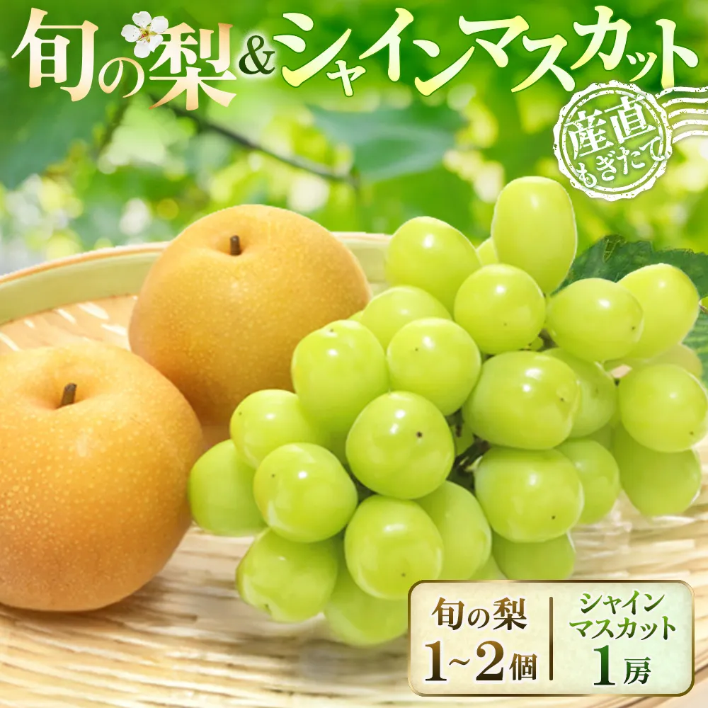 シャインマスカット1房&旬の梨 食べ比べセット(シャインマスカット 梨 豊水 新高 新興 秋月 ぶどう 葡萄 フルーツ 果物 旬 食べ比べ 詰め合わせ 産地直送)