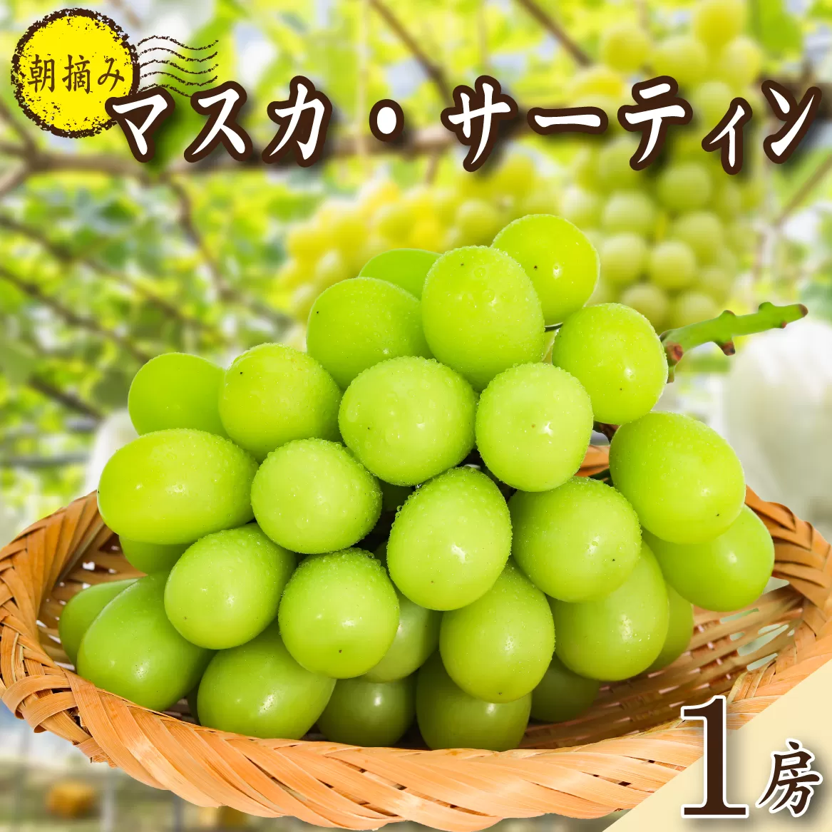 [2026年発送 先行予約]農場直送・特選大房朝摘み完熟マスカ・サーティン1房