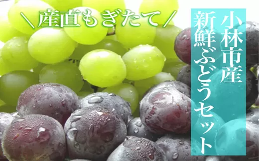 【産直もぎたて】シャインマスカットと旬のぶどうセット 2kg（国産 フルーツ 果物 くだもの ブドウ シャインマスカット 旬 贈答用 プレゼント 限定）