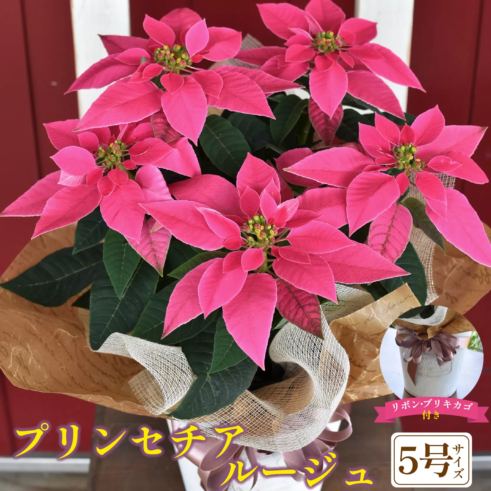 プリンセチア ルージュ（観葉植物 植物 5号鉢 贈答 贈り物 プレゼント ギフト）
