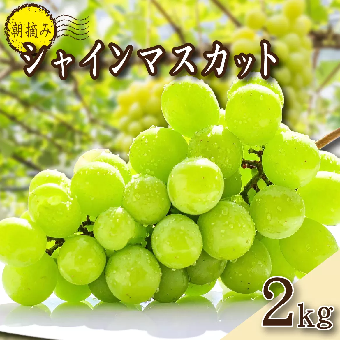 [2026年発送 先行予約]農場直送・朝摘み樹上完熟シャインマスカット 2kg程度