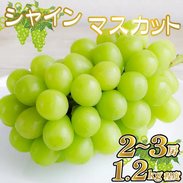 【産直もぎたて】シャインマスカット 1.2kg程度（果実 くだもの フルーツ ブドウ マスカット 贈答用 限定）