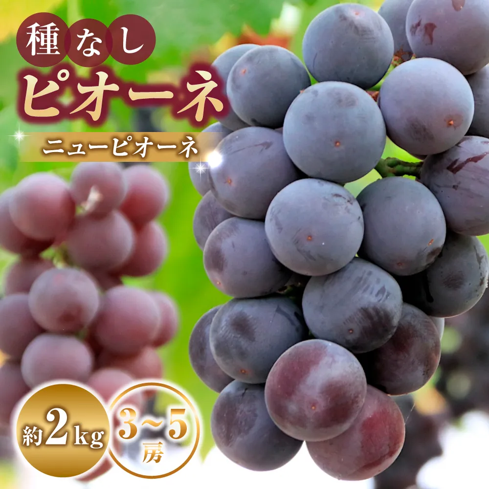 大粒・種なし ピオーネ(ニューピオーネ)2kg ぶどう 葡萄 フルーツ