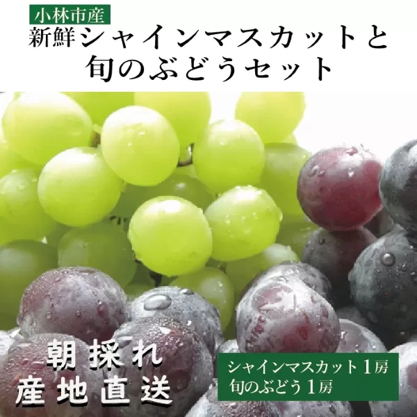 【産直もぎたて】シャインマスカットと旬のぶどうセット（果実 くだもの フルーツ ブドウ マスカット人気 限定 小林市）