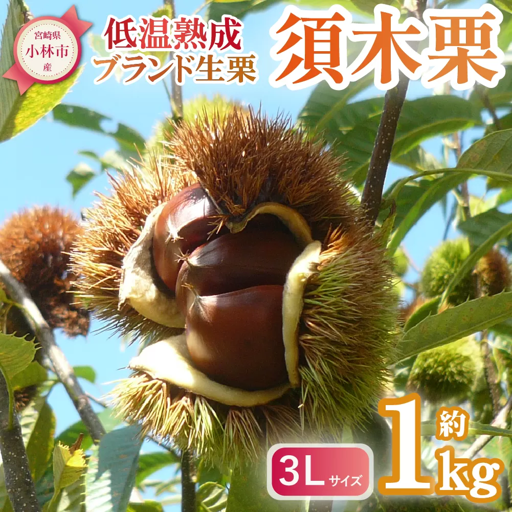 【低温熟成】ブランド栗「須木栗」3Lサイズ 1kg程度（生栗 マロン 栗 熟成 果物 フルーツ 限定 秋 旬）