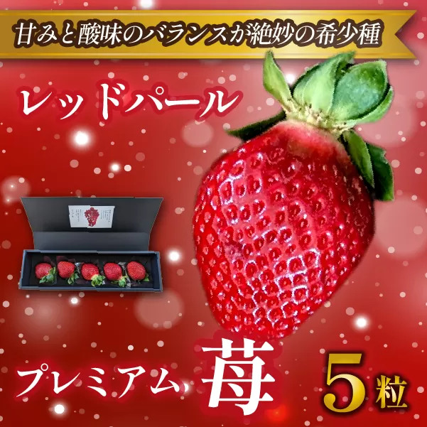 【大粒厳選】プレミアムいちご レッドパール 5粒（果物 フルーツ イチゴ 苺 いちご 大粒 大玉 贈答用 プレゼント 2026 期間限定）