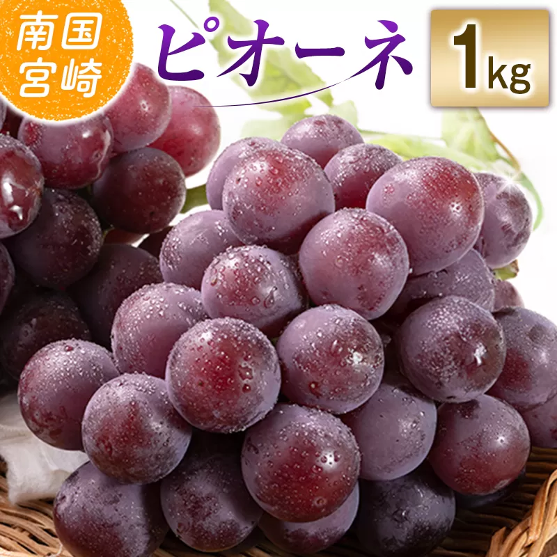 【令和8年発送 先行予約】小林市産 ピオーネ 1kg（ぶどう ブドウ ピオーネ フルーツ 果物 くだもの 先行受付 限定）