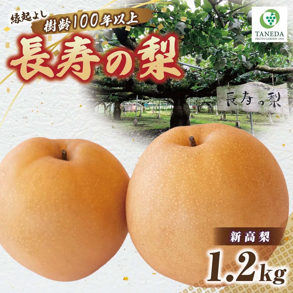 【2027年先行予約】【産直もぎたて】樹齢100年以上・縁起のよい長寿の梨 1.2kg（国産 フルーツ ナシ 新高 果物 くだもの 贈答用 プレゼント）