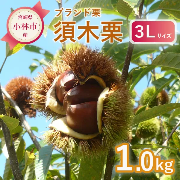 【期間・数量限定】ブランド栗「須木栗」3Lサイズ 1kg程度（生栗 マロン 栗 果物 フルーツ 限定 秋 旬）