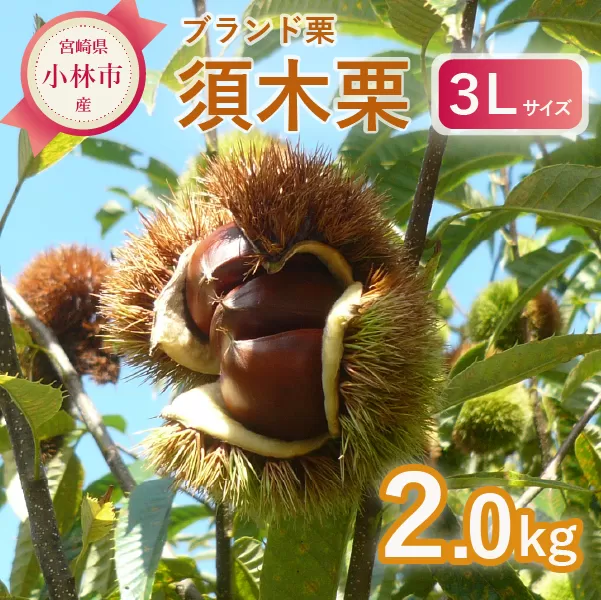 【期間・数量限定】ブランド栗「須木栗」3Lサイズ 2kg程度（生栗 マロン 栗 果物 フルーツ 限定 秋 旬）