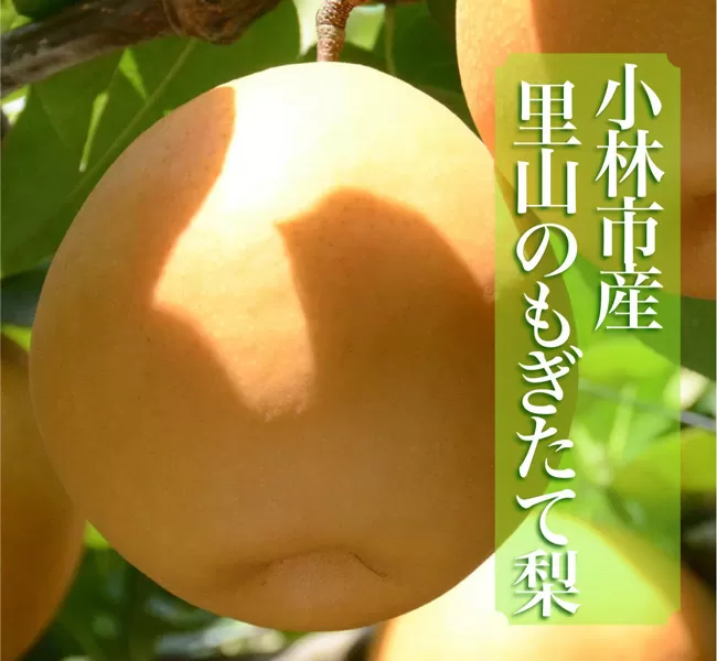 【産直もぎたて】里山の梨詰め合わせ 4kg（国産 フルーツ 梨 ナシ 果物 くだもの 旬 産地直送 限定）
