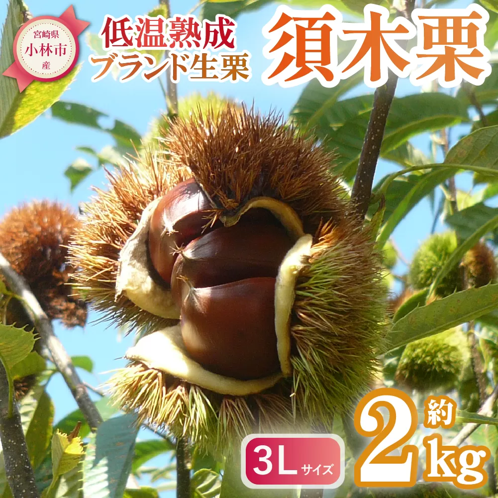 【低温熟成】ブランド栗「須木栗」3Lサイズ 2kg程度（生栗 マロン 栗 果物 フルーツ 限定 秋 旬）