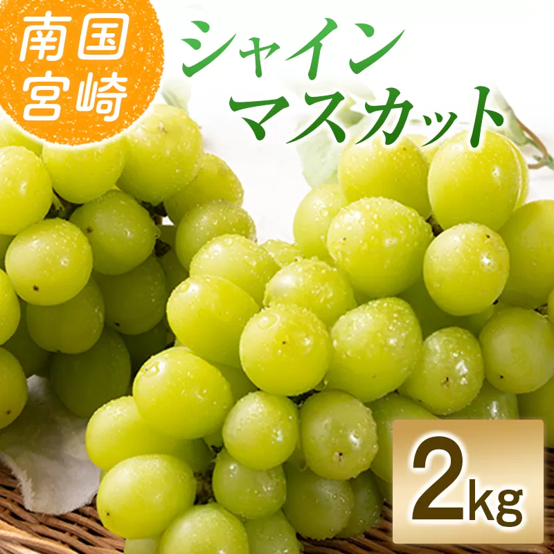 【令和8年発送 先行予約】小林市産 シャインマスカット 2kg（ブドウ ぶどう シャインマスカット マスカット フルーツ 果物 先行受付 限定）