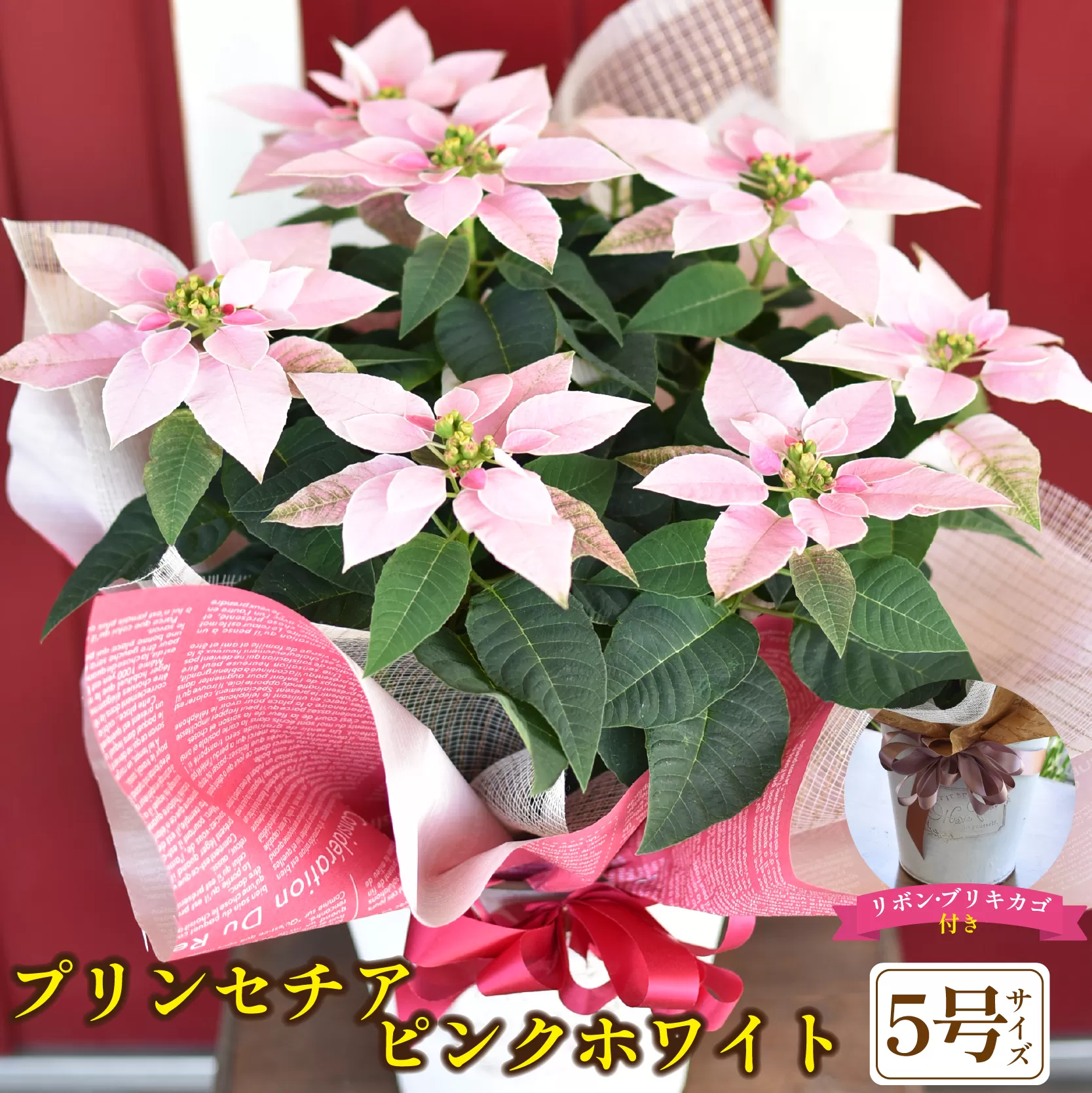 プリンセチア ピンクホワイト（観葉植物 植物 5号鉢 贈答 贈り物 プレゼント ギフト）