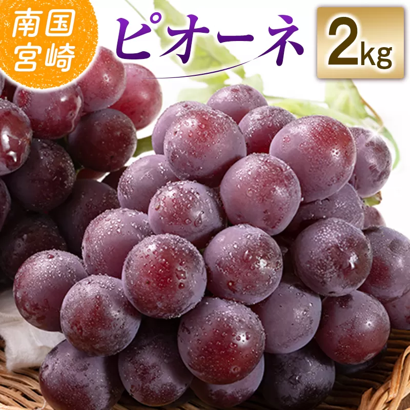 【令和8年発送 先行予約】小林市産 ピオーネ 2kg（ぶどう ブドウ ピオーネ フルーツ 果物 くだもの 先行受付 限定）
