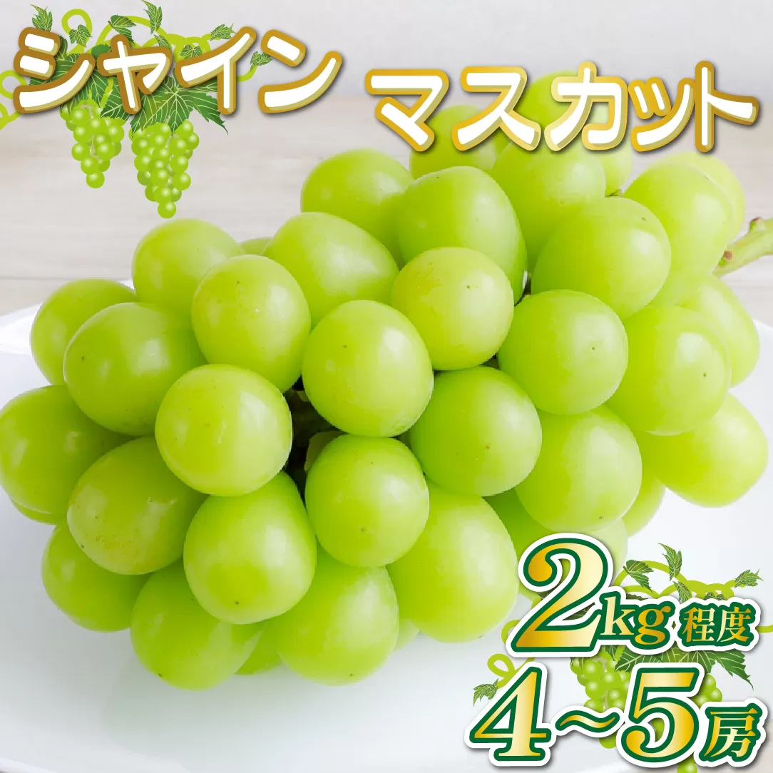 【産直もぎたて】シャインマスカット 2kg程度（果実 くだもの フルーツ ブドウ マスカット 贈答用 限定）
