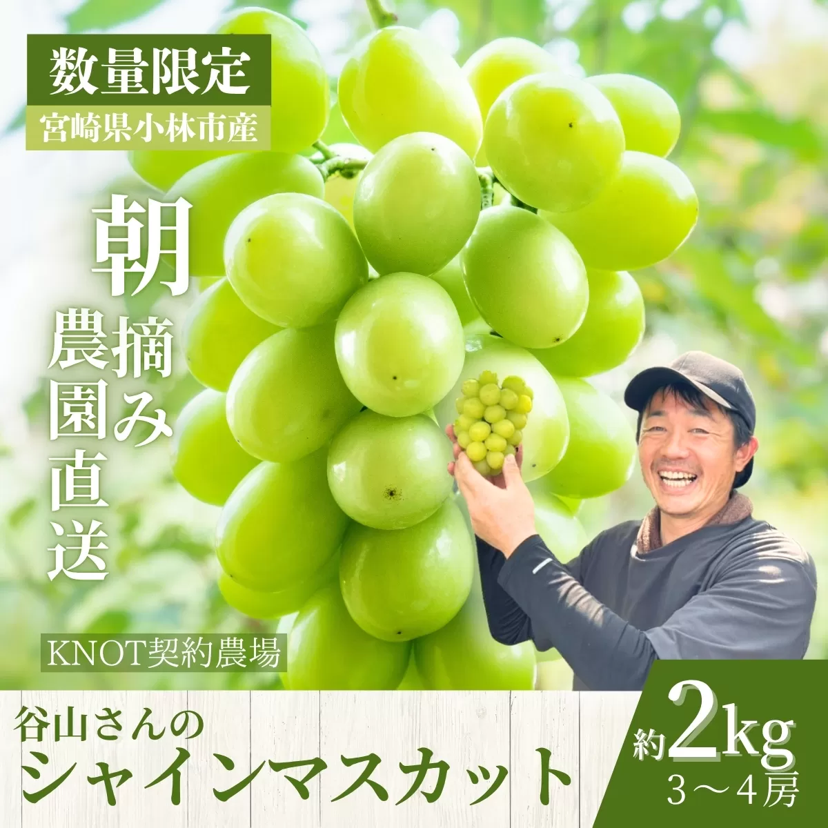 【2026年発送 先行予約】農場直送・朝摘み樹上完熟シャインマスカット 2kg程度