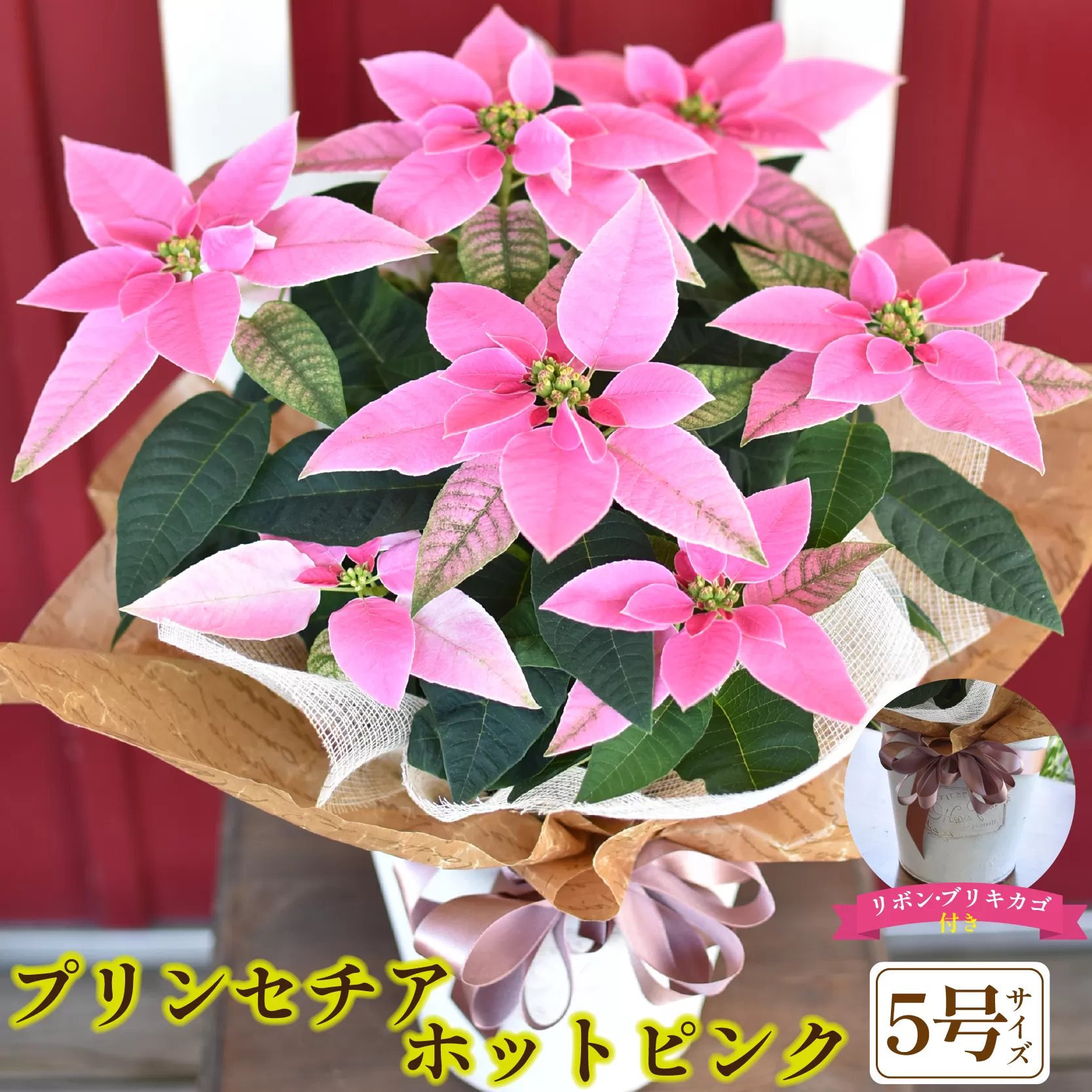 プリンセチア ホットピンク（観葉植物 植物 5号鉢 贈答 贈り物 プレゼント ギフト）