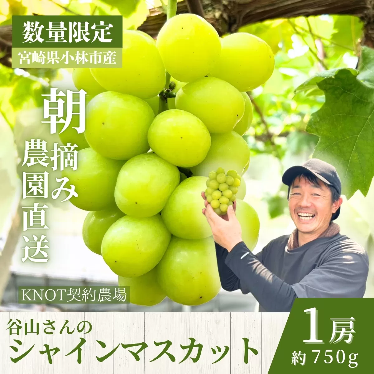 【2026年発送 先行予約】農場直送・特選大房朝摘み完熟シャインマスカット1房