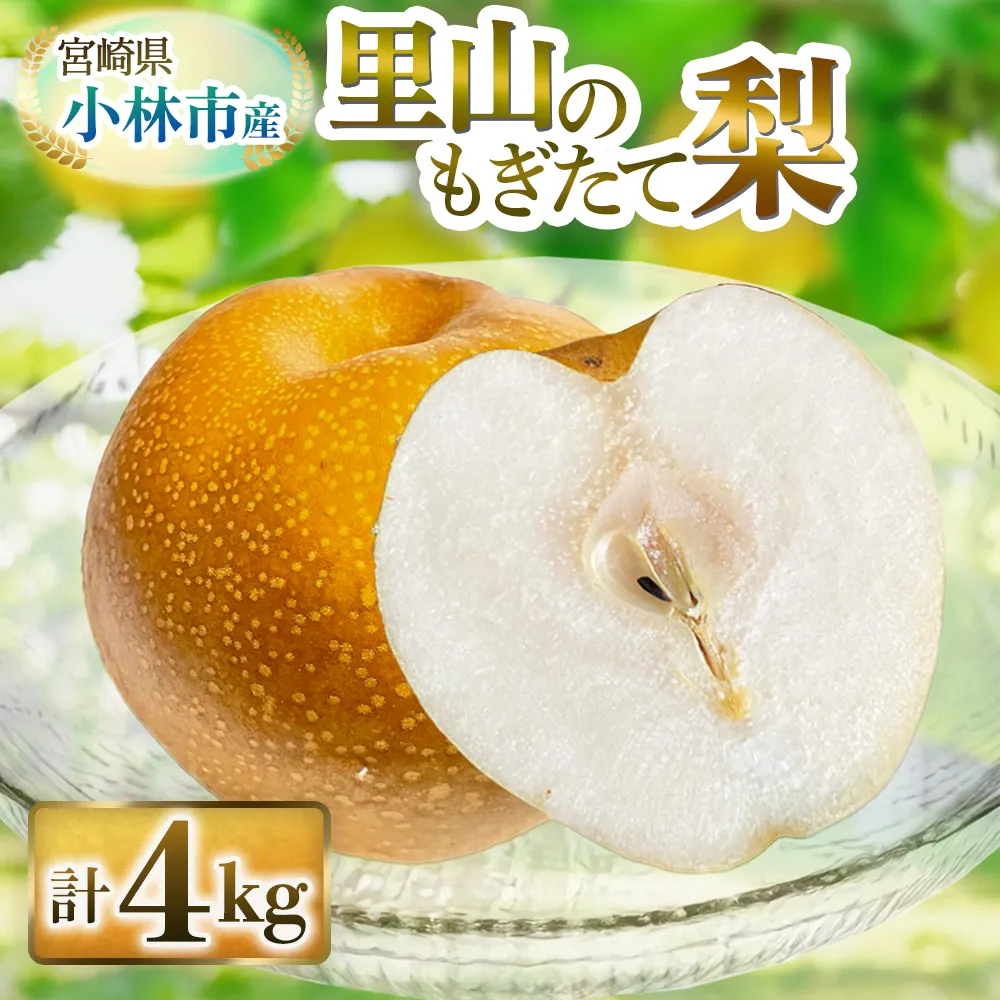 【産直もぎたて】里山のもぎたて梨 4kg程度(フルーツ 果物 旬 梨 国産 限定 期間限定)