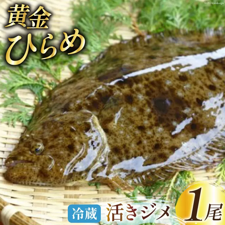 黄金ひらめの活きジメ 1尾 [あゆの是則 宮崎県 日向市 452060098] 魚 魚介 鮮魚 活 ひらめ ヒラメ 平目