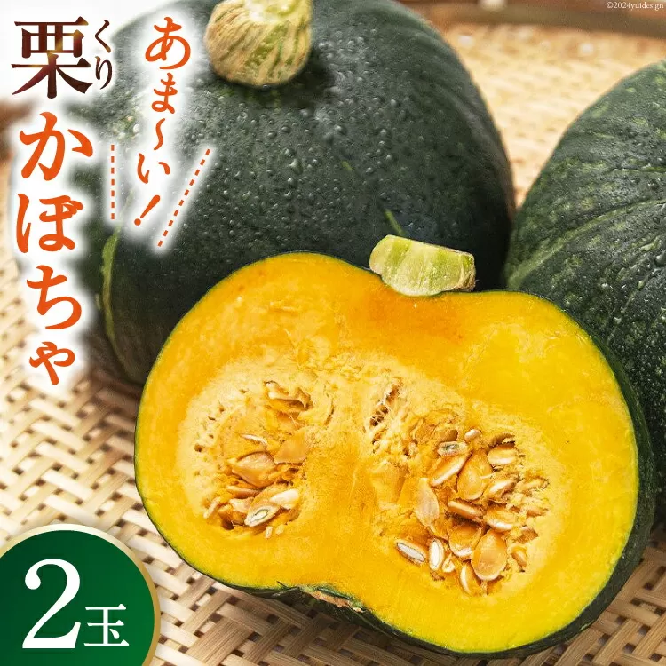 【期間限定発送】 野菜 栗カボチャ 2玉 [たくちゃんの野菜農園 宮崎県 日向市 452060909] かぼちゃ 南瓜 カボチャ 完熟 甘い ホクホク ほっこり133 ブラックのジョー 国産