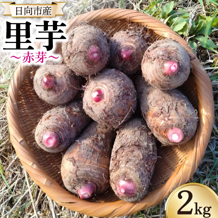 【期間限定発送】 里芋 赤芽 2kg [甲斐自然派農園 宮崎県 日向市 452060525] さといも ホクホク