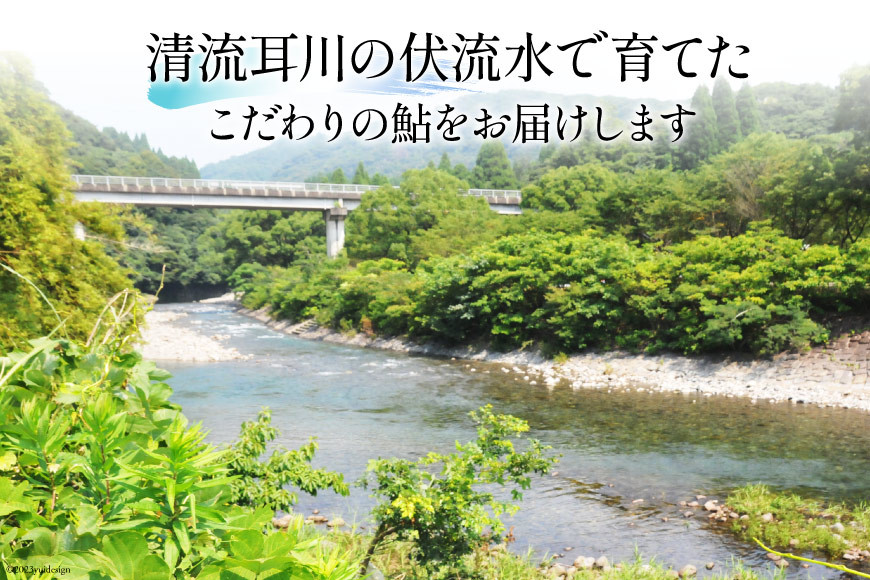 鮎 冷凍 こだわりの鮎 約1kg [あゆの是則 宮崎県 日向市