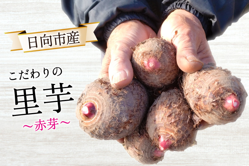 20kgおいしい里芋！お買い得！！ 安い里芋｜訳ありなど！コスパが良くて人気の美味しい里芋お