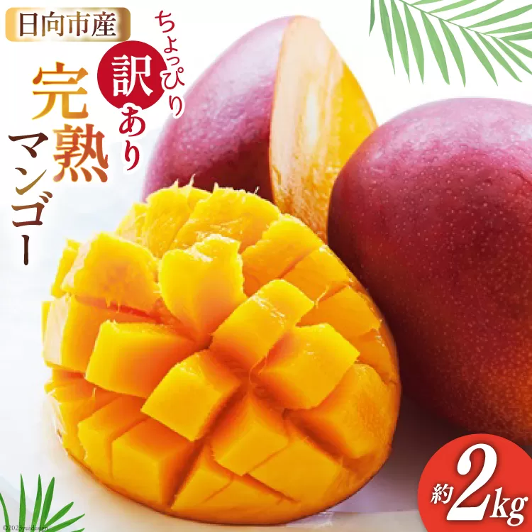 【2026年夏発送】 訳あり 宮崎 完熟 マンゴー 約 2kg [宮崎県農業協同組合日向地区本部（販売課） 宮崎県 日向市 452060660] 果物 フルーツ 規格外 家庭用 完熟マンゴー 甘い 日向 期間限定 冷蔵