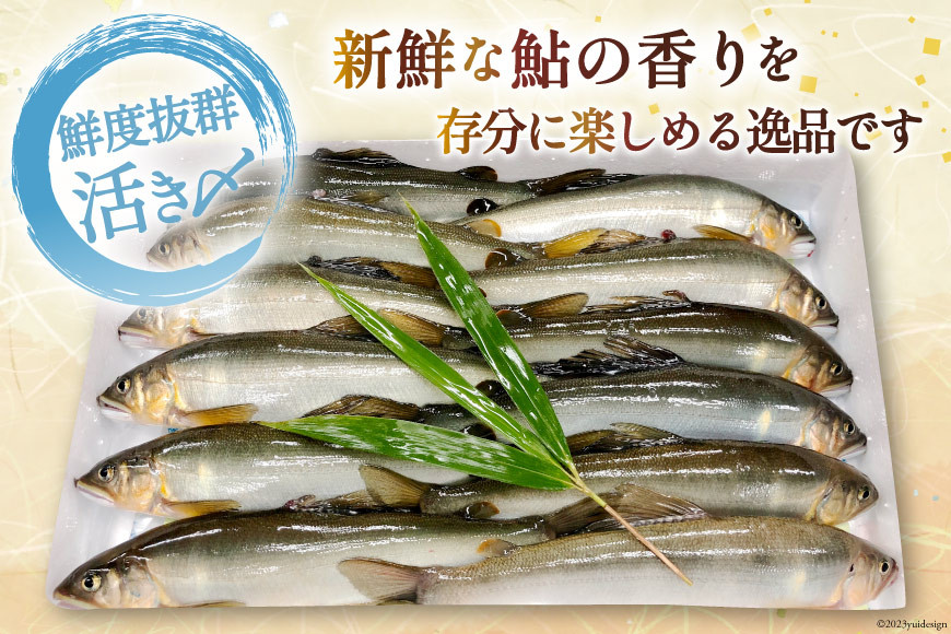 吉野の鮎 鮎 冷凍 こだわりの鮎 約1kg [あゆの是則 宮崎県 日向市