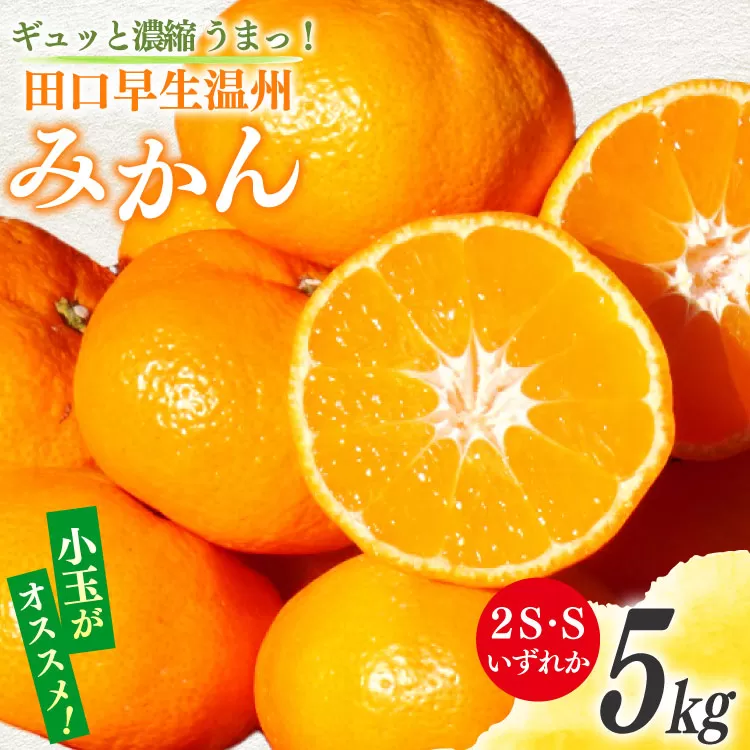 【期間限定発送】 みかん 5kg ギュッと濃縮 うまっ！ 田口早生温州みかん 2S・Sいずれか [黒田農園 宮崎県 日向市 452061306] 果物 フルーツ ミカン 蜜柑 柑橘