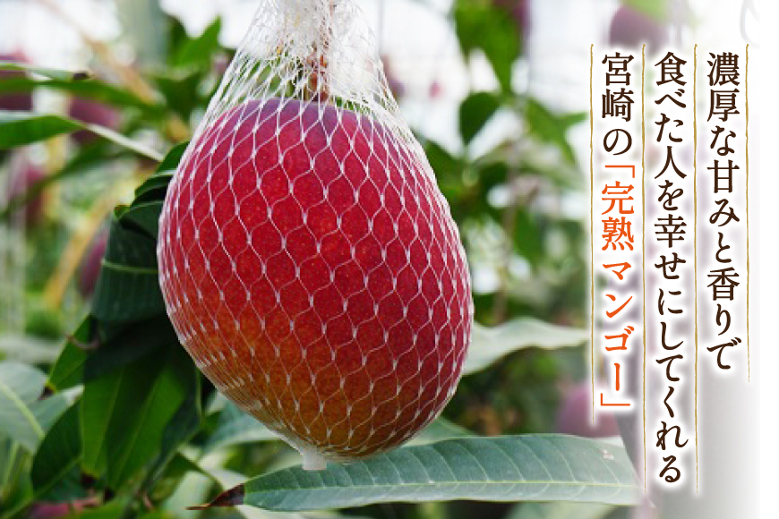 【宮崎県産】完熟マンゴー 約3kg 宮崎県産完熟マンゴー L×3玉（約900g）＞2025年4月中旬～7月下旬