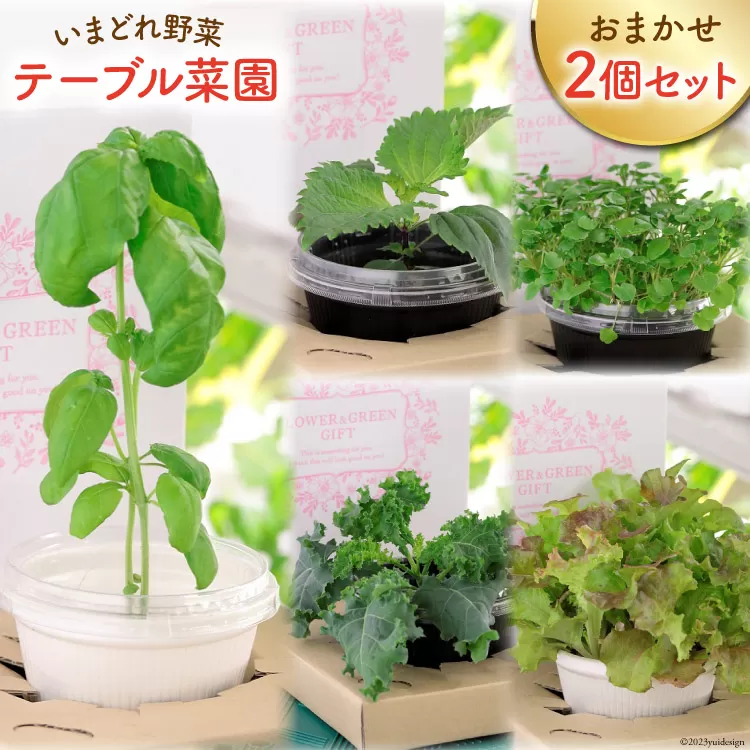 野菜 いまどれ野菜「テーブル菜園」おまかせ２個セット [SPミヤザキ 宮崎県 日向市 452060212] 栽培キット 水耕栽培 ポット キット 室内 家庭菜園 新鮮