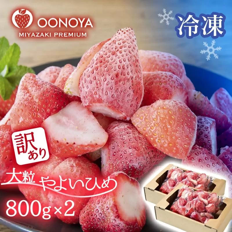 [訳あり・個数限定]苺大野屋 冷凍 完熟苺やよいひめ 800g×2 宮崎県西都市産[1.2-67]果物 くだもの フルーツ イチゴ 西都市