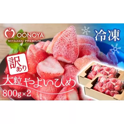 【訳あり・個数限定】苺大野屋 冷凍 完熟苺やよいひめ 800g×2 宮崎県西都市産＜1.2-67＞果物 くだもの フルーツ イチゴ 西都市