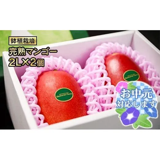 【お中元ギフト】鉢植栽培 西都産完熟マンゴー 2L×2個 宮崎県西都産 サムライファーム<24-1a>宮崎マンゴー 果物 フルーツ 甘い