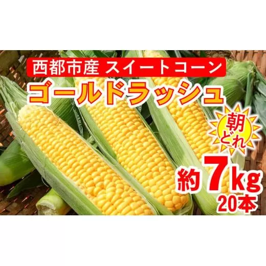 【先行予約】朝どれスイートコーン『ゴールドラッシュ』約7kg（20本）西都市産 2026年発送＜1-9＞野菜 とうもろこし 宮崎県 西都市