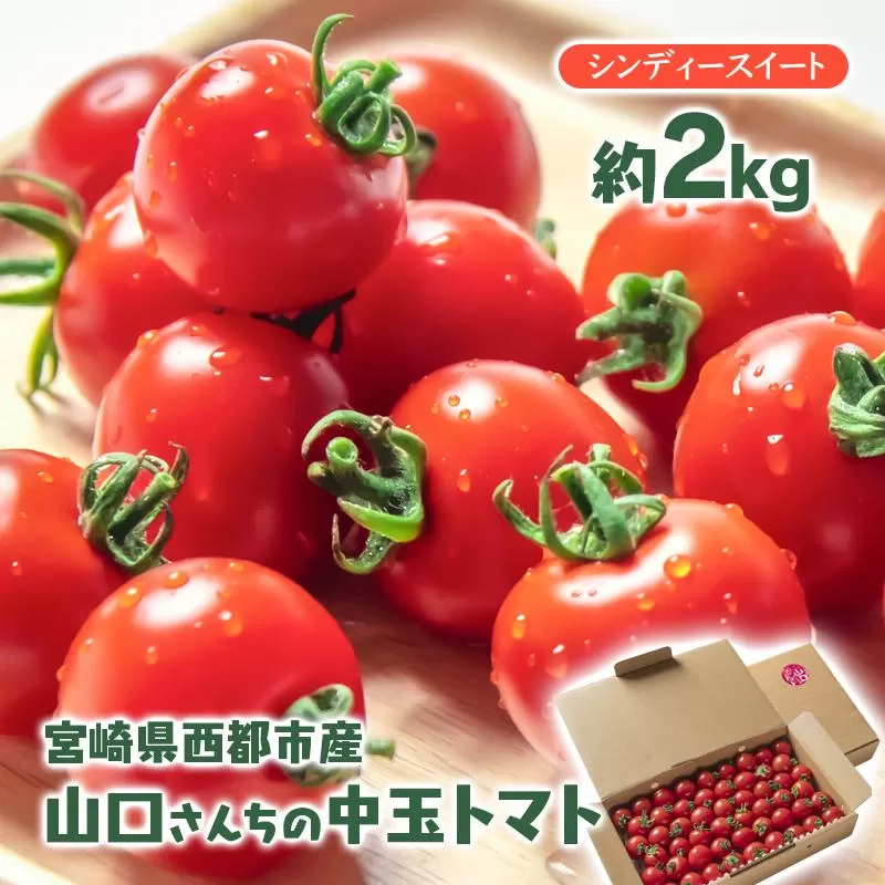 山口さんちの中玉トマト 約2ｋｇ シンディースイート 宮崎県西都市産とまと【先行予約】＜1-280＞★