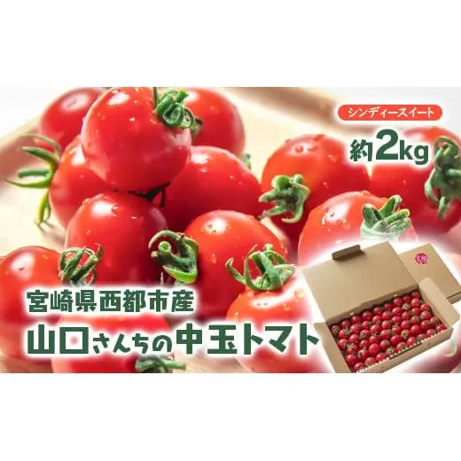 【先行予約】山口さんちの中玉トマト 約2? シンディースイート 宮崎県西都市産<1-280>野菜 サラダ 宮崎県 西都市