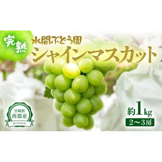 シャインマスカット 1kg（2〜3房）西都産完熟ぶどう【先行予約・2025年発送】＜1.1-23＞宮崎県 西都市 くだもの フルーツ 果物 ぶどう 葡萄