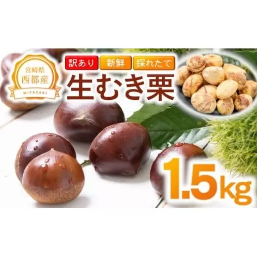 【訳あり】 新鮮朝どれ 生むき栗 1.5㎏ 西都市産【先行予約】＜49-8a＞