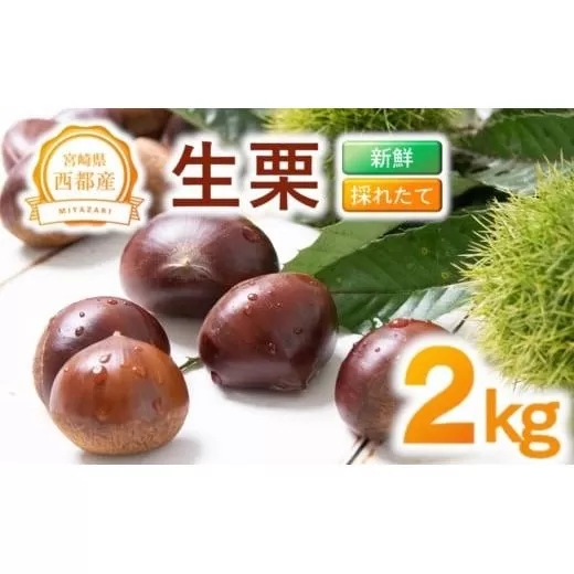 【先行予約】新鮮朝どれ生栗 2kg 西都市産＜49-5a＞