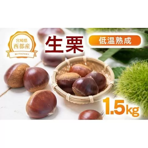低温熟成栗 国産生栗1.5kg 糖度２～３倍  西都市産＜1.5-220＞くり 栗  国産 生栗 果物 フルーツ 栗きんとん スイーツに
