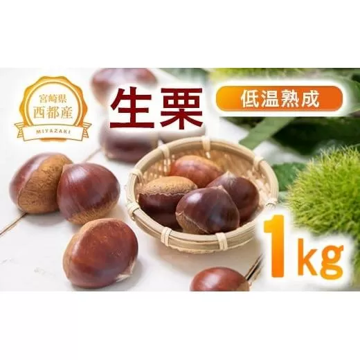 低温熟成栗 国産生栗1kg 糖度２～３倍上昇 西都市産＜1-289＞くり 栗  国産 生栗 果物 フルーツ 栗きんとん スイーツに★