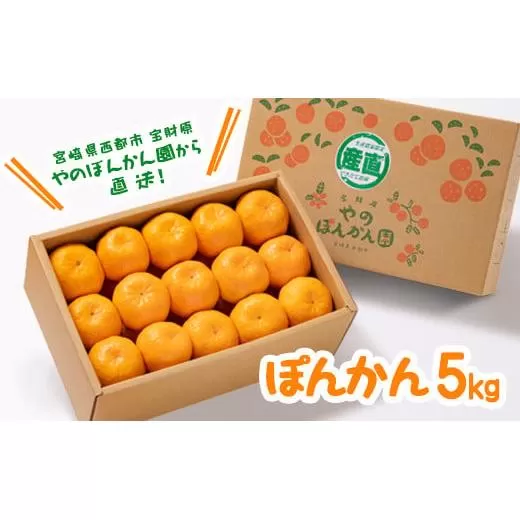 ＼数量限定／西都市産ぽんかん 5kg　宝財原「やのぽんかん園」《先行予約》<1.4-9>果物 くだもの フルーツ 柑橘 ぽんかん 宮崎県西都市