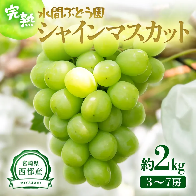 西都産シャインマスカット 2kg（3～7房）完熟ぶどう 水間ぶどう園《先行予約・2026年発送》＜16-1a＞ぶどう 葡萄 フルーツ 果物