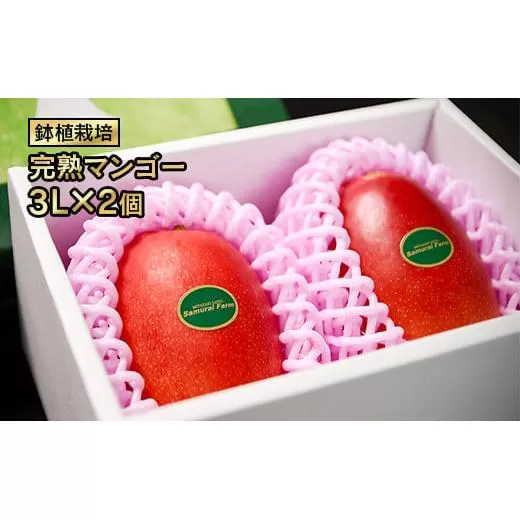 [先行予約]西都産完熟マンゴー3L×2玉 鉢植栽培 2026年発送[2-70]果物 くだもの フルーツ 高級フルーツ 宮崎県西都市