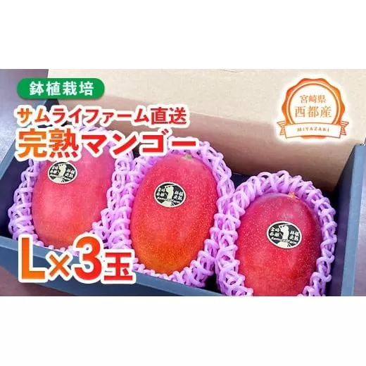 [先行予約]西都産完熟マンゴー Lサイズ×3玉 鉢植栽培 2026年発送[1.5-233]果物 くだもの フルーツ 国産 宮崎県 西都市
