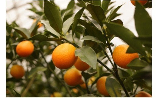 先行予約】糖度18度以上！宮崎金柑の最高級ブランド『完熟きんかん